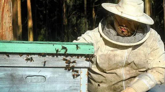 El apicultor David Madrones, junto a una colmena destruida por las avispas asiáticas. 