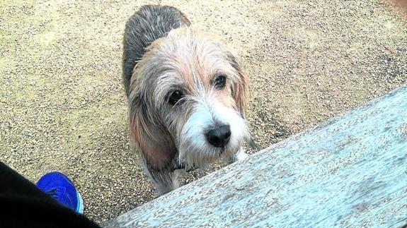 Imagen de la perra Lola, envenenada hace una semana en Salburua. 