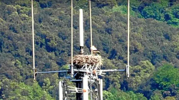 Imagen de la estación de telefonía con el nido y, en detalle, tras su retirada.