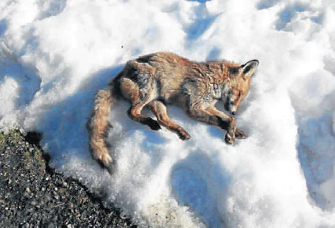 El zorro que apareció muerto sobre la nieve. 