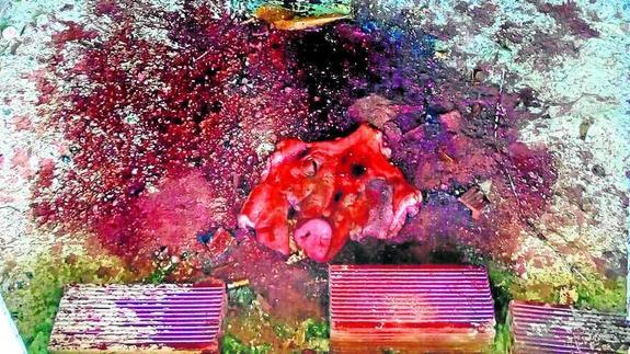 Arrojaron sangre y vísceras de cerdo en el ataque a la mezquita.