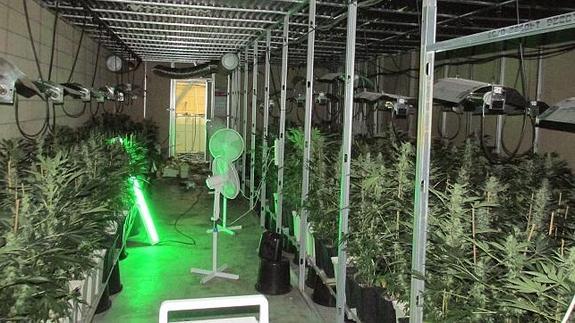 Imagen de una plantación ilegal de marihuana.
