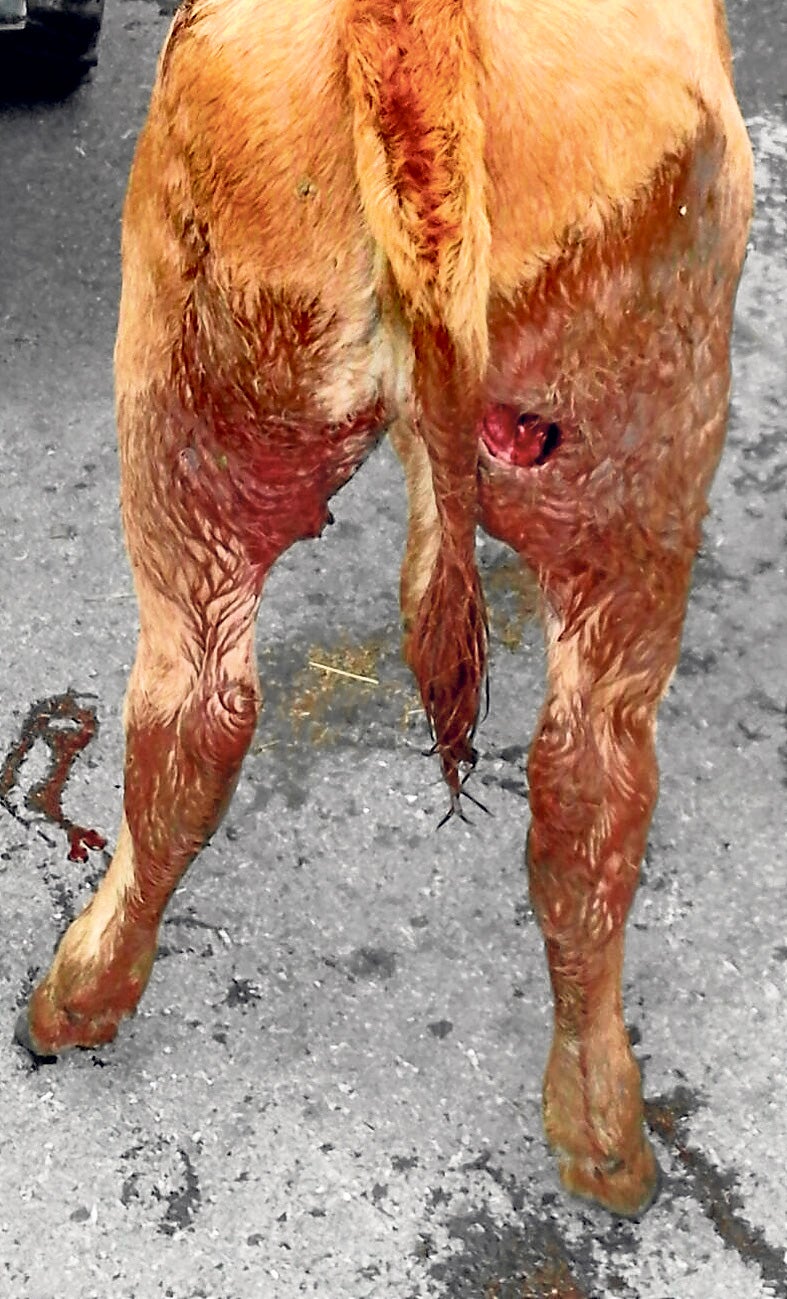 En Salduero encontraron vacas heridas que acabaron muriendo.