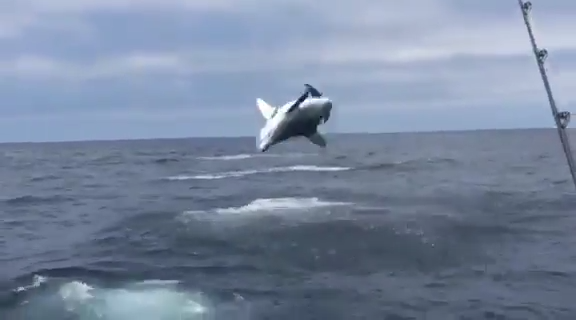 Imagen de uno de los saltos del enérgico tiburón