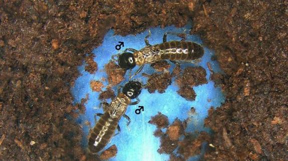 Una pareja de termitas macho.