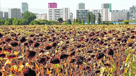 Un campo de girasoles, uno de los cultivos más afectados por la falta de lluvia.