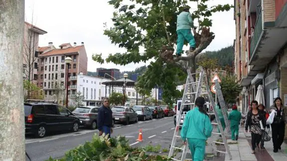 Trabajadoras del brigada municipal intervienen en los árboles de San Pelayo.