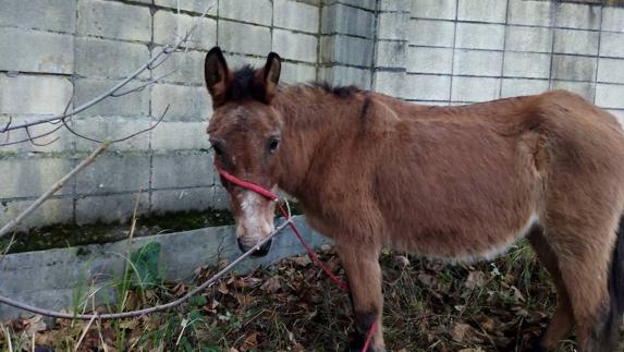 Los animalistas asegura que el equipo estuvo abandonado durante más de 24 horas.