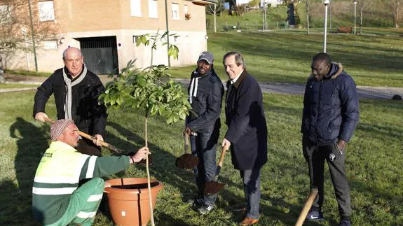 El alcalde de Gernika planta el árbol donado por Seye.