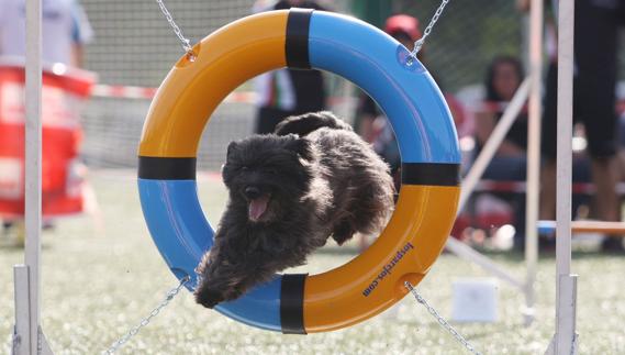 Las mascotas dispondrán de obstáculos de 'agility'. 