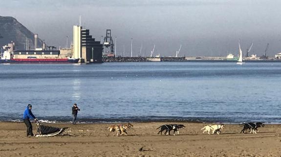 Un hombre conduce un trineo de perros en la playa de Ereaga.