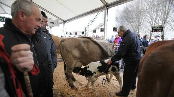 148 animales de razas puras se ehibirán el viernes en la feria de San Blas. MAIKA SALGUERO