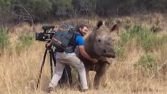 El cámara, encantado con la hembra de rinoceronte.