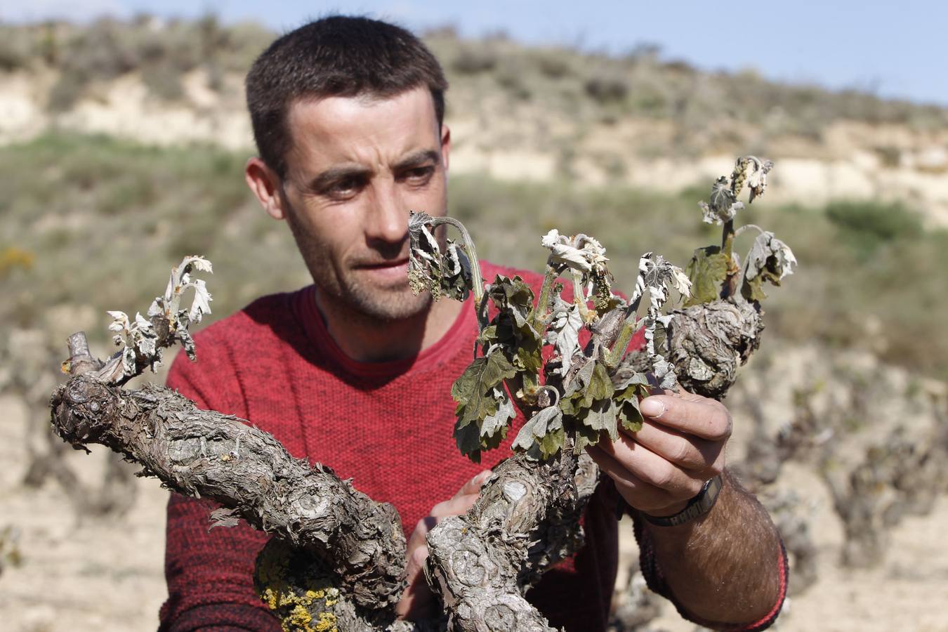 Un viticultor observa los daños producidos en el viñedo. 