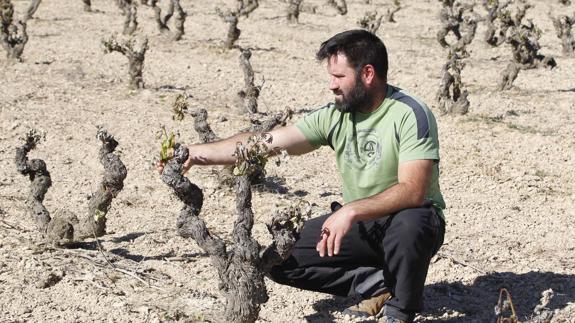 Un viticultor observa los daños en el viñedo. 