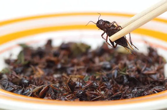 Los insectos llegan a la mesa