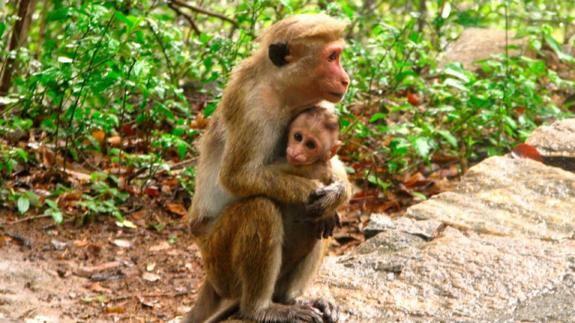 Sacrificados 160 monos en Las Landas al portar un virus peligroso para los humanos