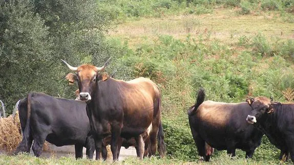 Las vacas regresarán a las cuadras en invierno y los toros permanecerán cerrados hasta la próxima primavera.
