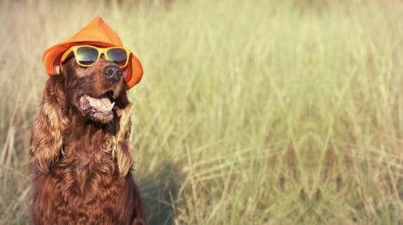 ¿Vacaciones? No sin tu perro