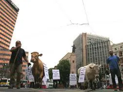 Dos vacas encabezan la manifestación de agricultores y ganaderos vascos por la Gran Vía de Bilbao./ Telepress - Vídeo: Master de Periodismo El Correo