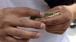 Un hombre hace un porro de marihuana. /Afp