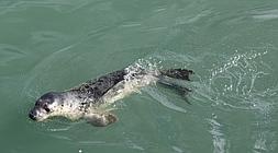 Imagen de la foca liberada en Bermeo./  Maika Salguero