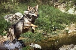 Los lobos atacan 240 ovejas en sólo un año | El Correo