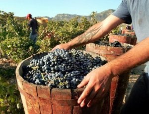 Uno de los talleres programados girará sobre la fiesta de la vendimia. / RAFAEL LAFUENTE