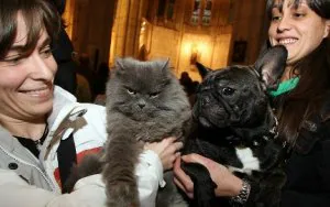 Mireia con el gato 'Lolo' y Susana con la bulldog 'Kimba', en la iglesia de San Pedro. ::                             JOSÉ MONTES