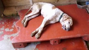 Un brote infeccioso mata a diez animales en una perrera «sin licencia» en Santurtzi