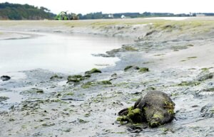 Un jabalí yace en una playa bretona./ Afp