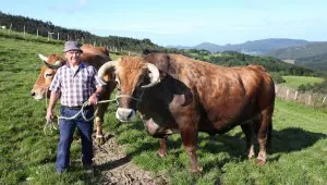Sacrifican un buey de 1.375 kilos para su venta en Gernika