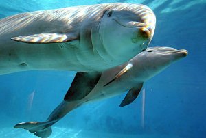 Los delfines emiten silbidos únicos que les identifican desde que son crías dentro de su grupo. /AFP