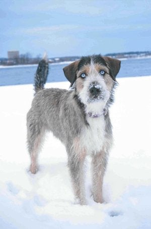 La posición del rabo indica alegría, atención o miedo. /E. C.