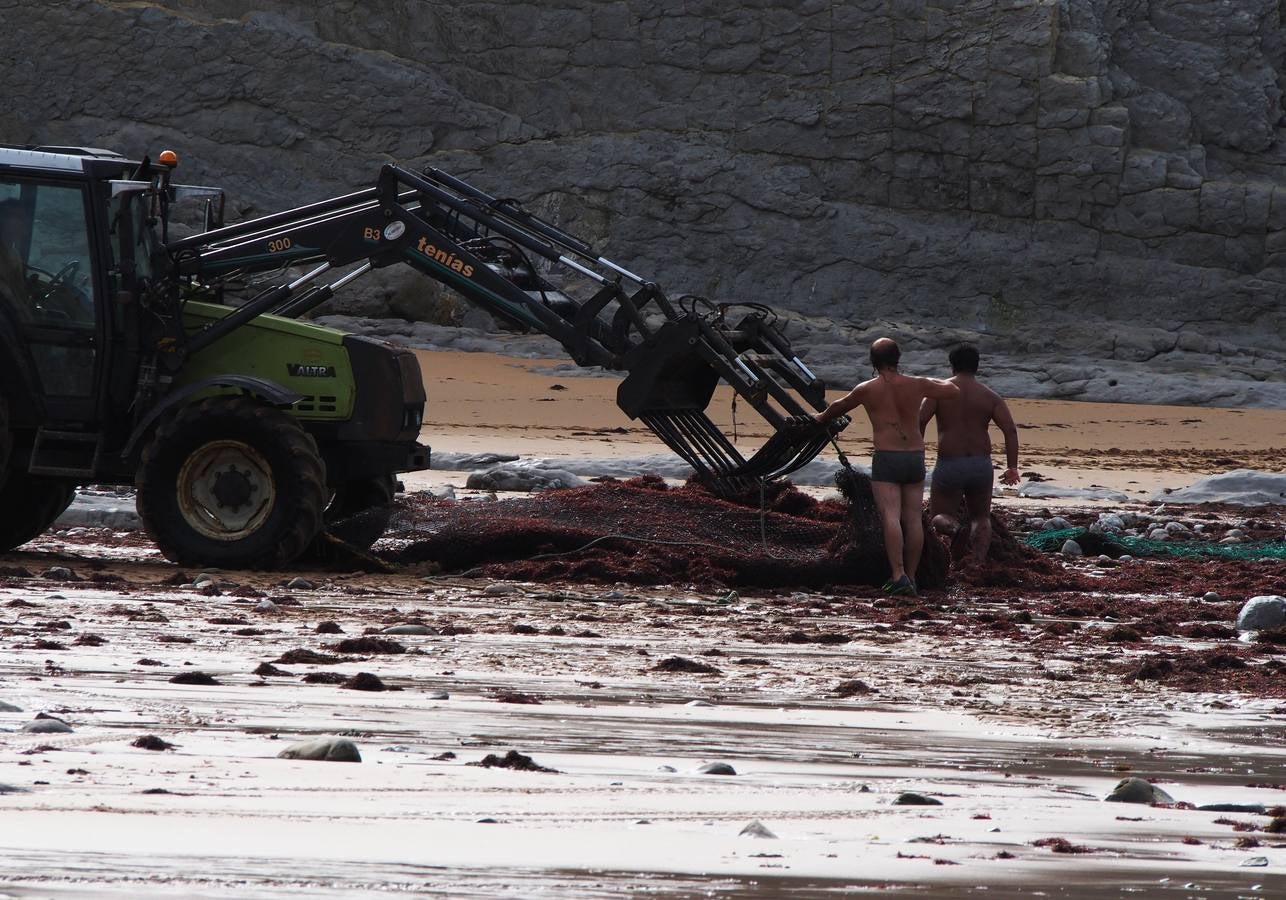 La caloca llega a las playas