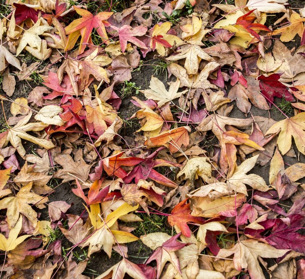 Otoño en Cantabria