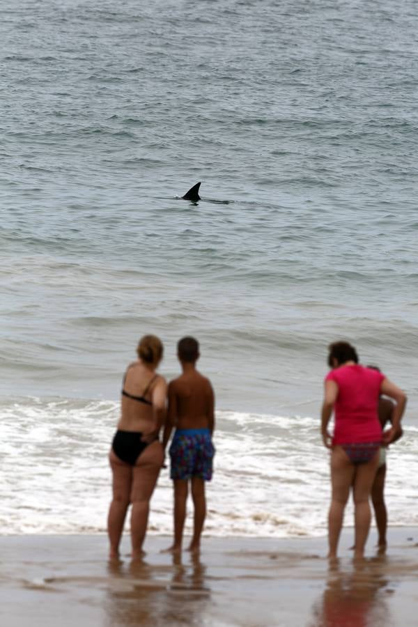 Aparece un delfín en la playa de Comillas