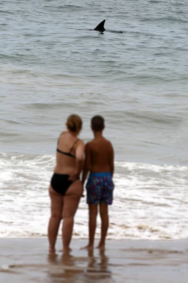 Aparece un delfín en la playa de Comillas