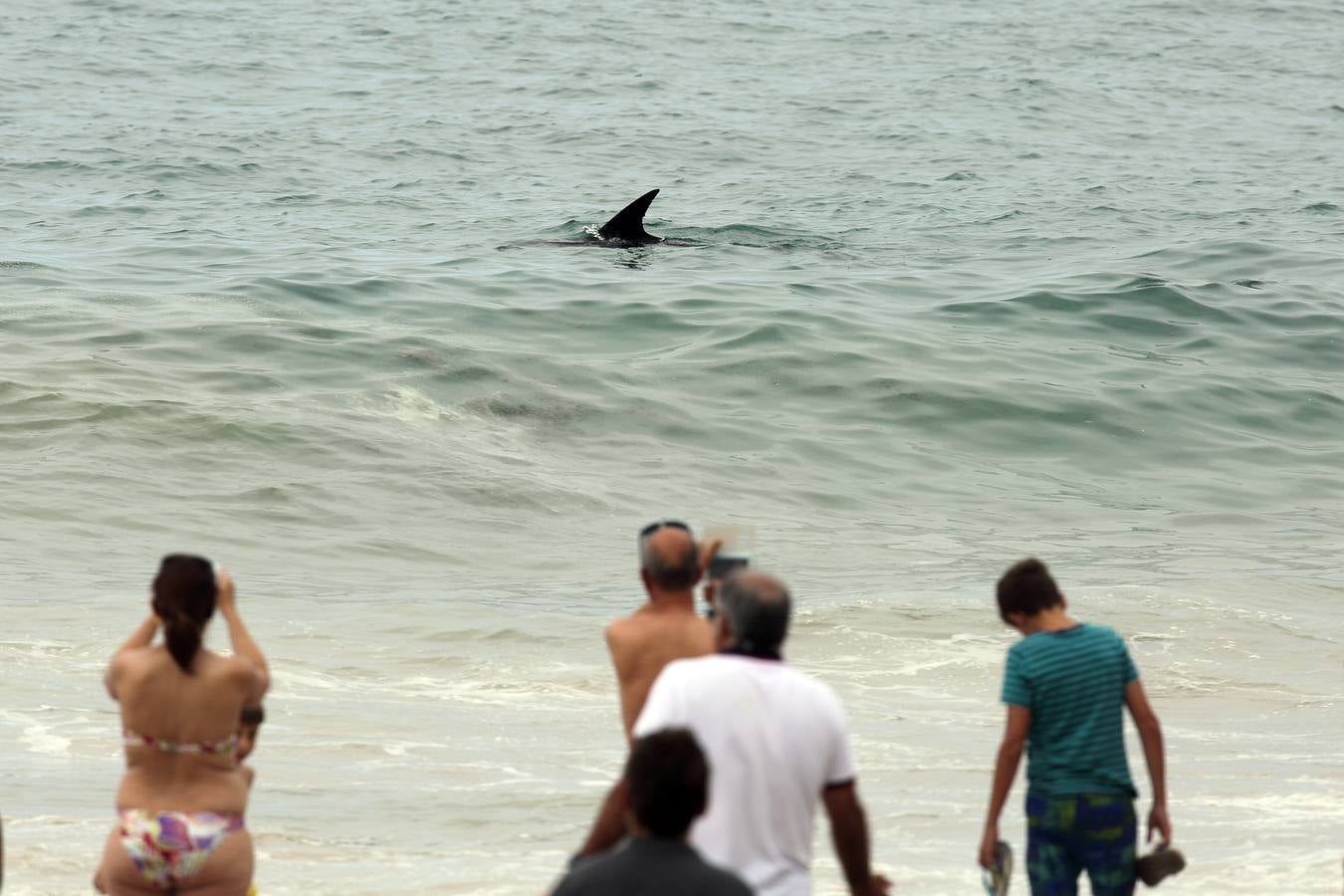 Aparece un delfín en la playa de Comillas