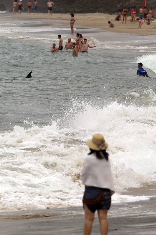 Aparece un delfín en la playa de Comillas
