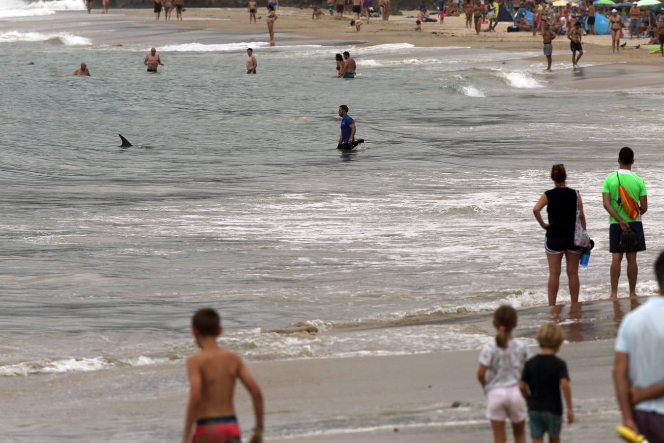 Aparece un delfín en la playa de Comillas