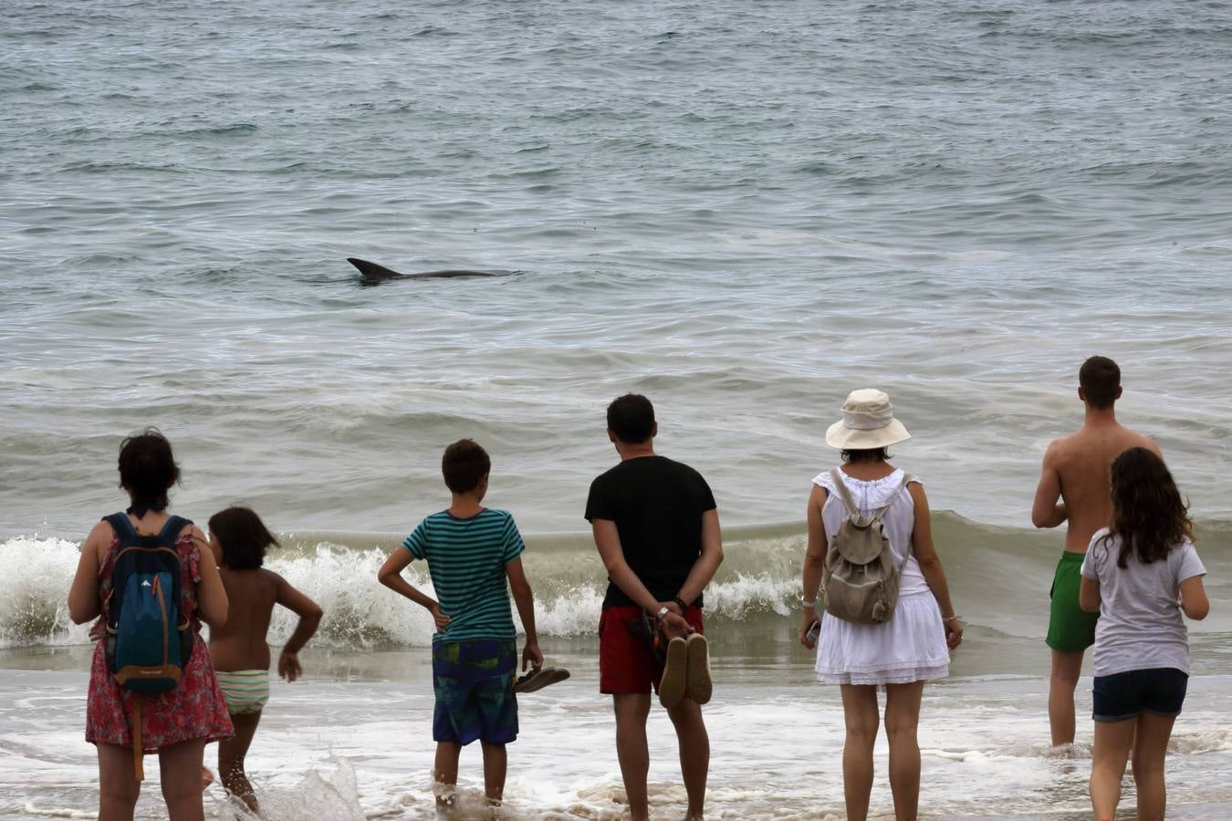 Aparece un delfín en la playa de Comillas
