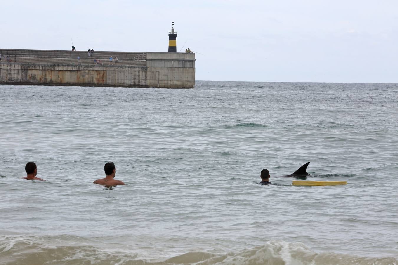 Aparece un delfín en la playa de Comillas