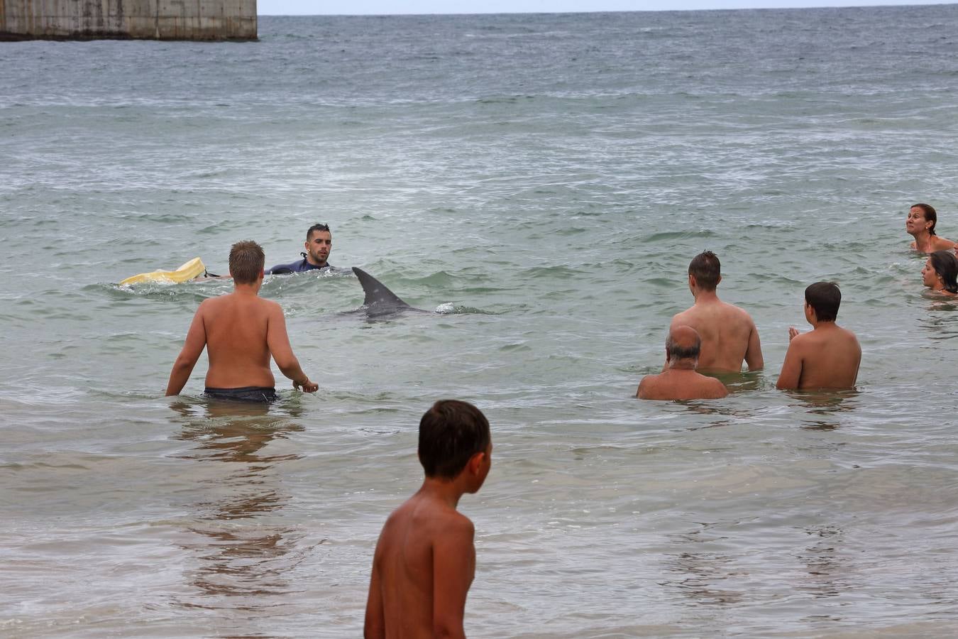 Aparece un delfín en la playa de Comillas