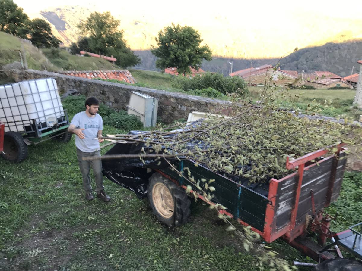 Ataque de lobos en Tudanca