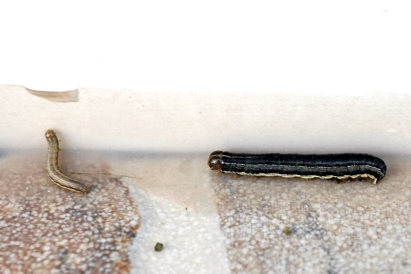 Las orugas invaden Cantabria