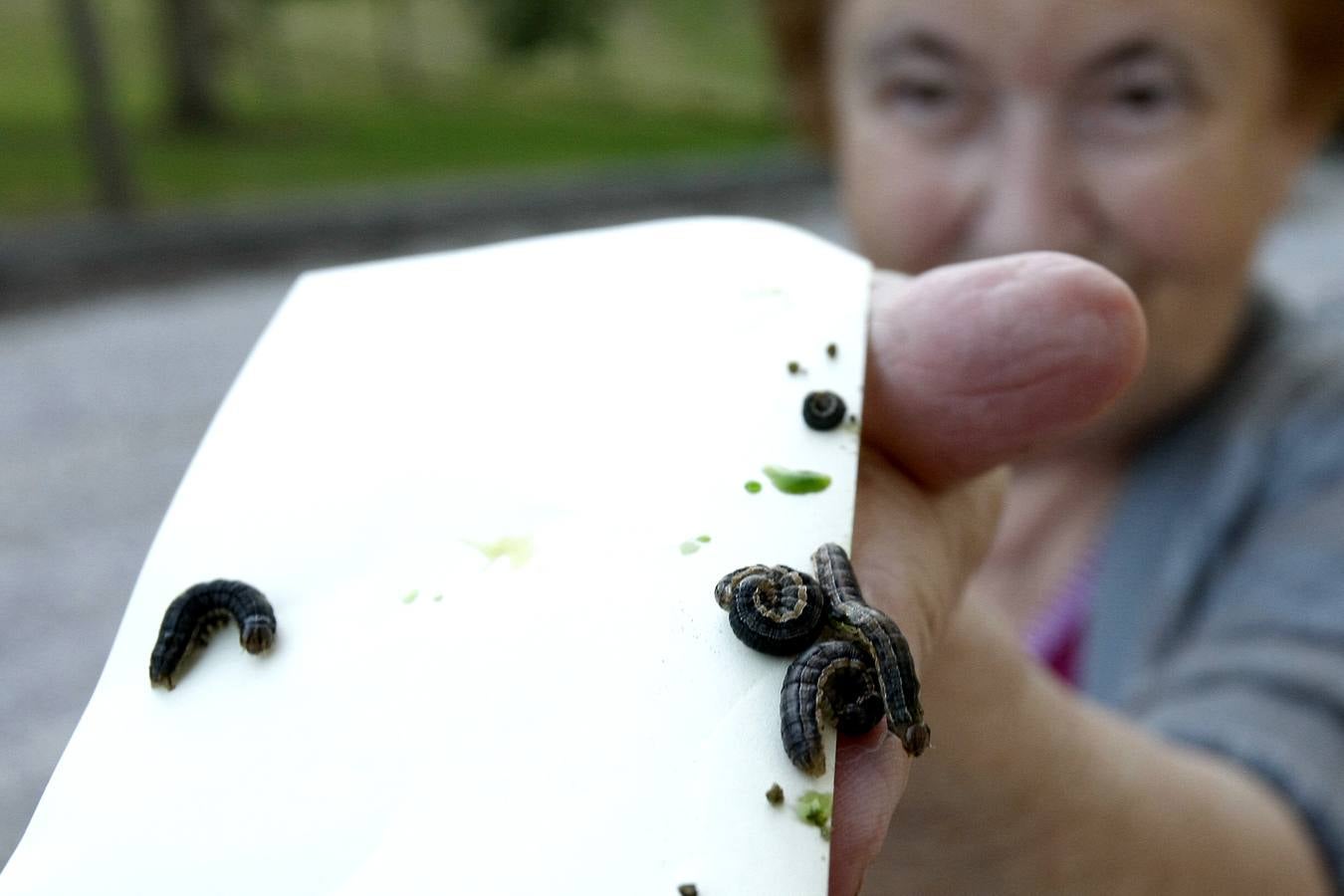 Las orugas invaden Cantabria