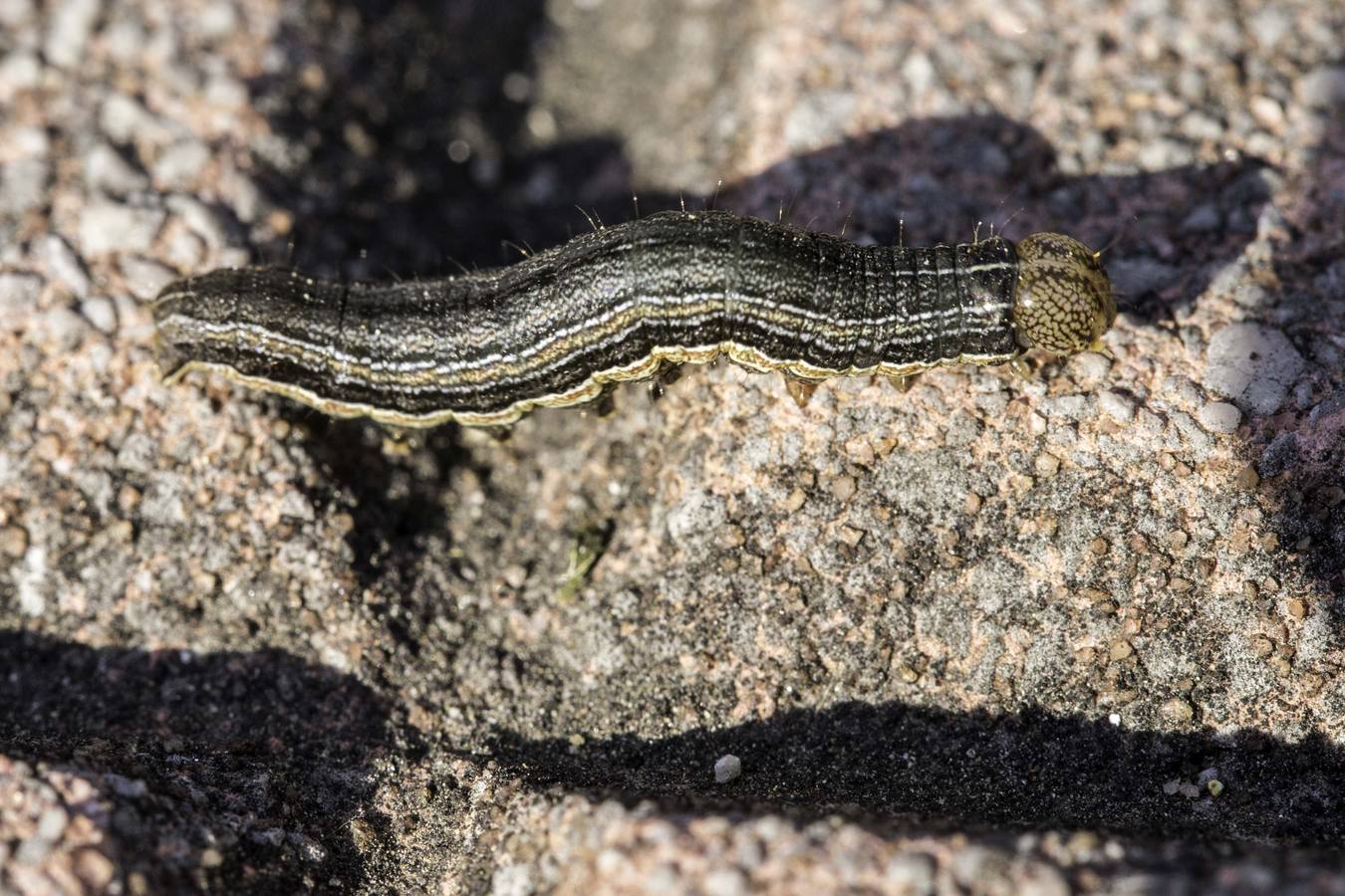 Las orugas invaden Cantabria