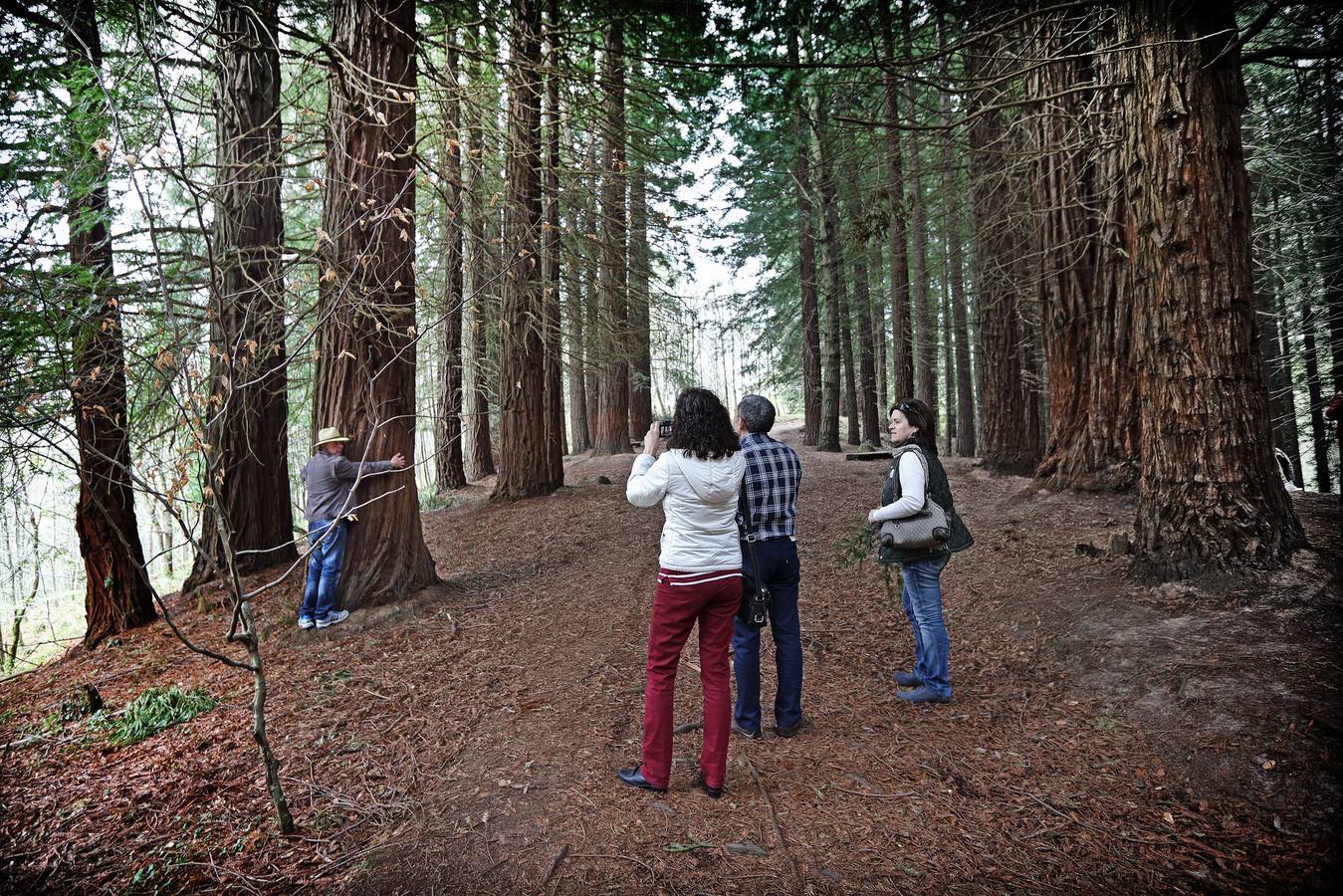 Los guardas forestales aseguran que el árbol más alto supera los 40 metros.