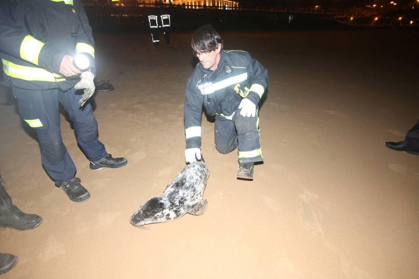 Aparece una foca herida en la Segunda de El Sardinero